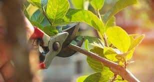 Irigatii profesionale gradina si intretineri