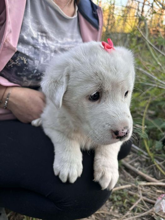 Малки кученца си търсят дом