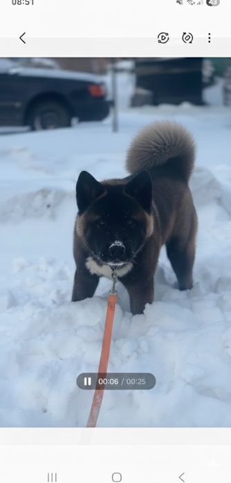 Оболденая красотка Американская Акита