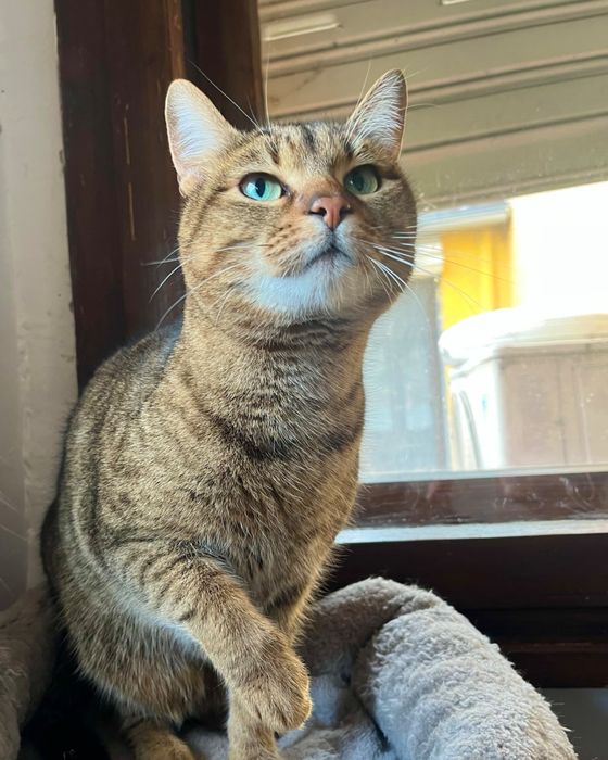 Мъжко таби коте търси дом