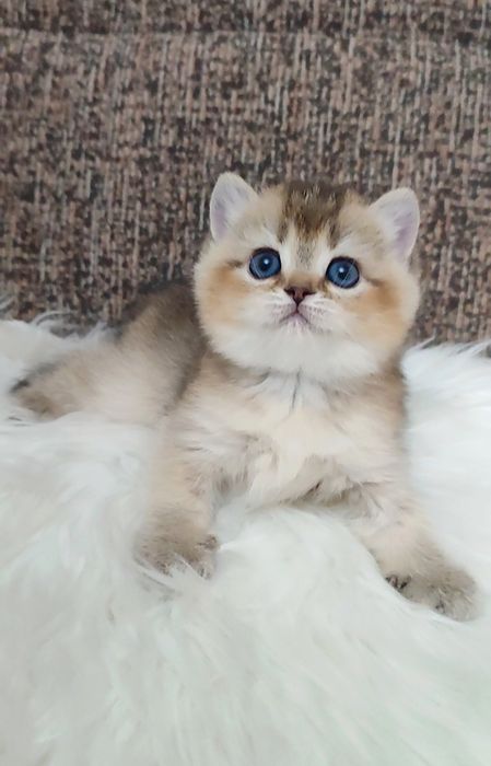Золотая шиншилла девочка