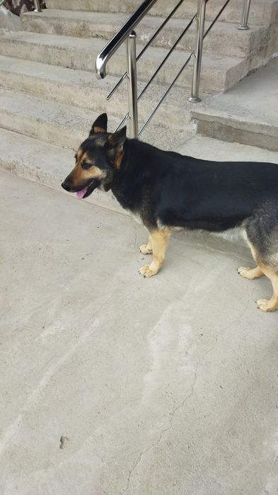 Восточно-европейская овчарка