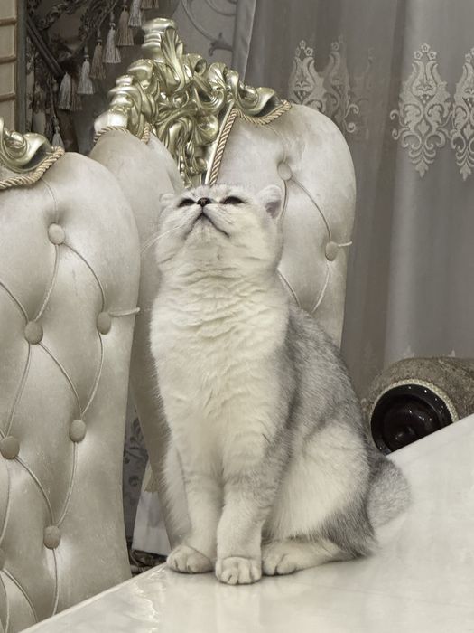 Продаюся Бритаская шиншилла чисто кровь