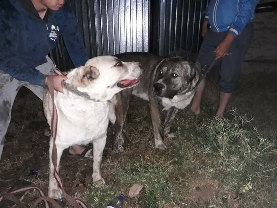 Продам алабая