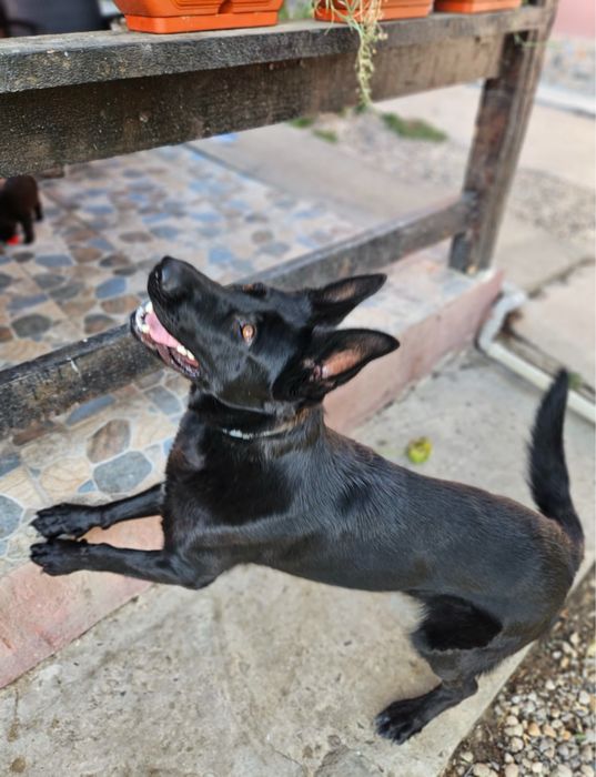 Ciobanesc german - Alsacian