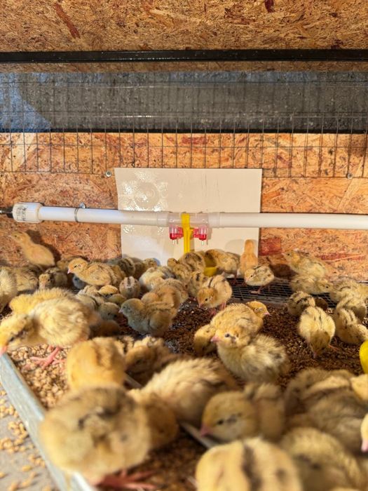 Цыплята Техасских перепелов