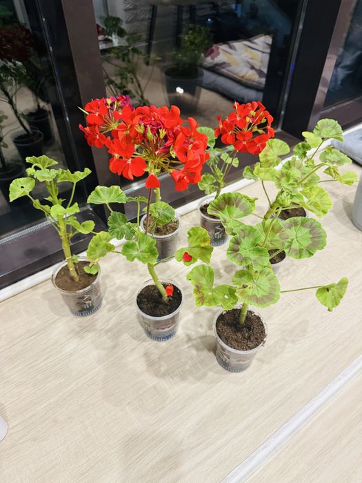 Герань   красная