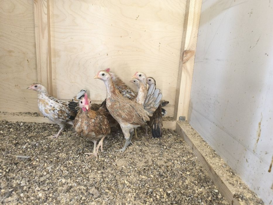 Карликовые цыплята