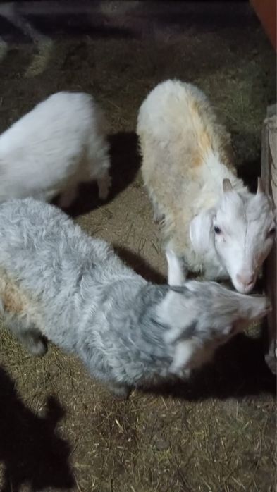 Дойная коза и козлята