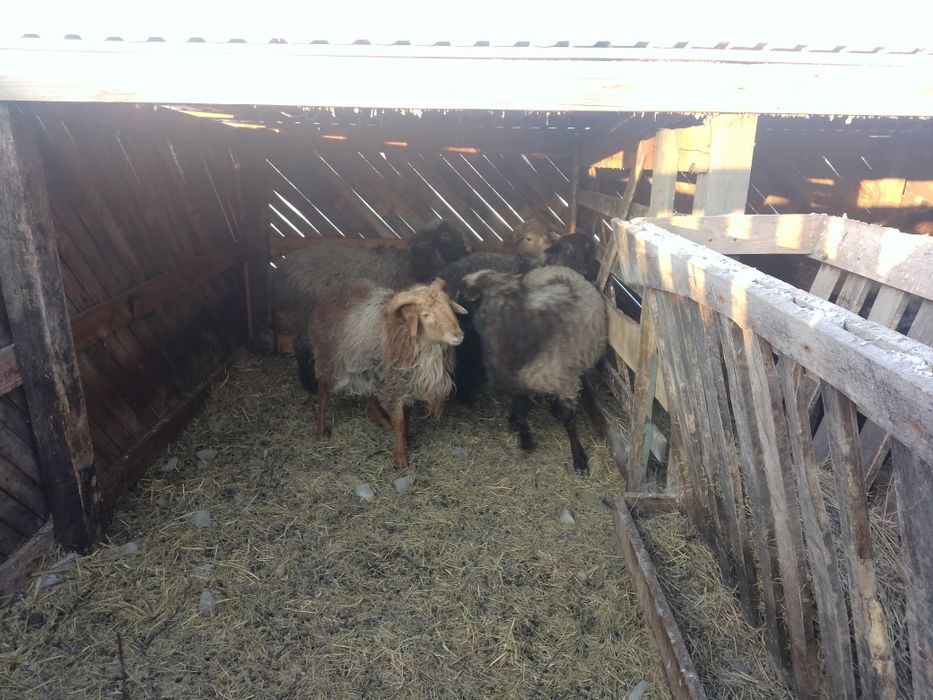 Продам  баранчиков