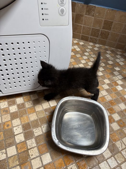 Pisicute de adoptie