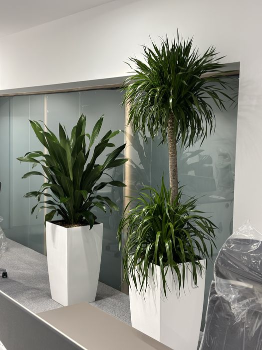 Растения для офиса хона гуллари