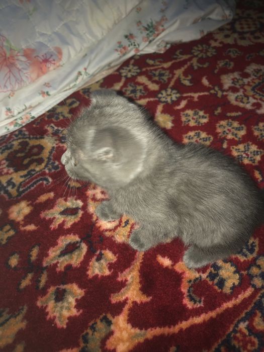 Продается кот вислоухий