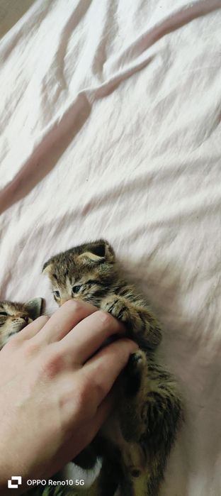 Отдам в хорошие руки