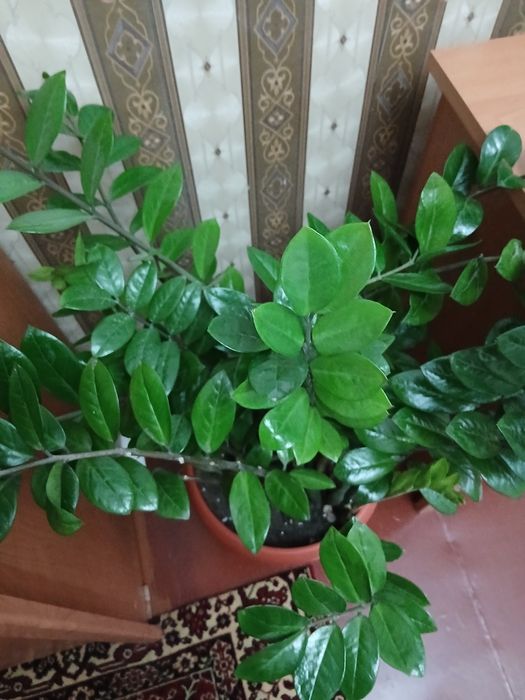 Продам долларовое дерево г Тараз