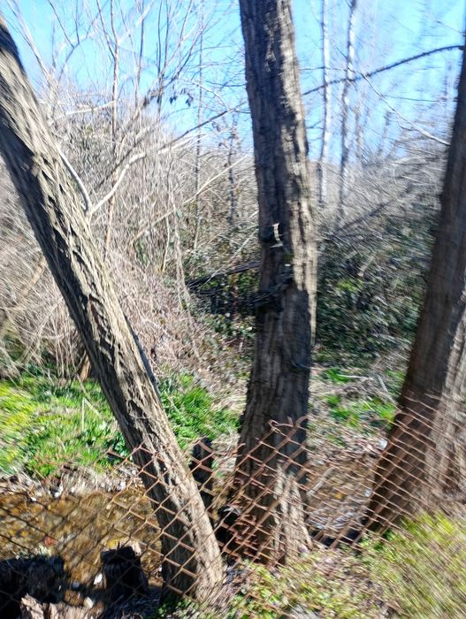 10 броя акации високи около 15 метра.