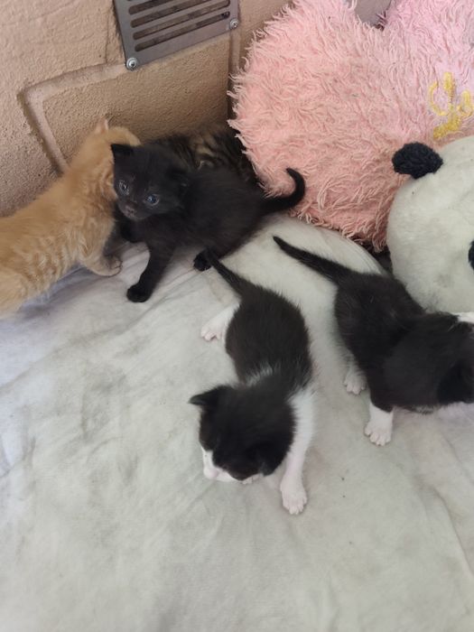 отдаем котят без породы в хорошие руки