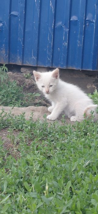 Отдам котят бесплатно
