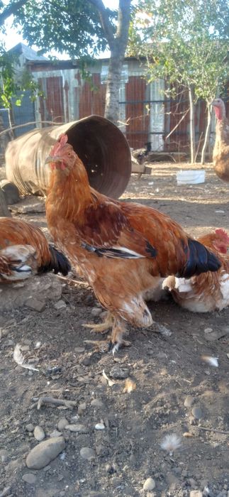 Cocoşi tineri pentru prăsilă sau tăiere (2Kg)