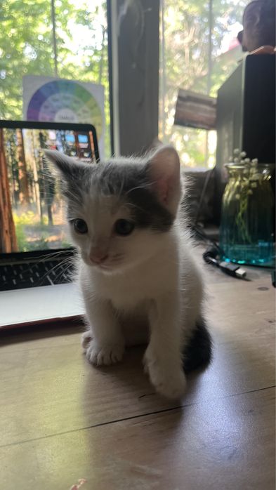 Котенок 2 месяца