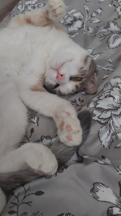 Кошечка в добрые руки