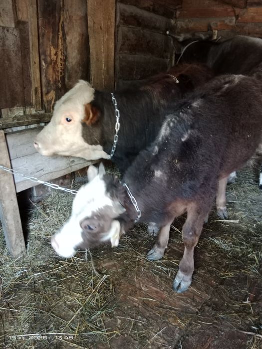 Продам бычков годовалые цена указана за одного