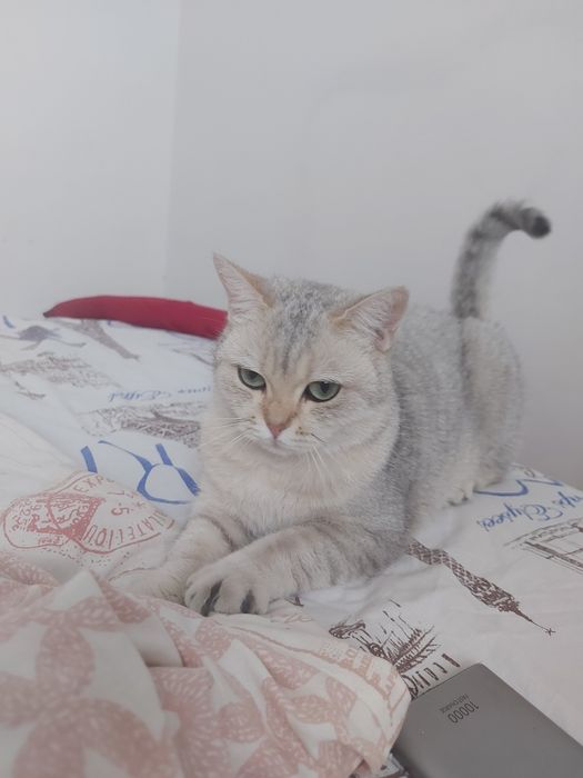 Продаётся кошка Шиншила