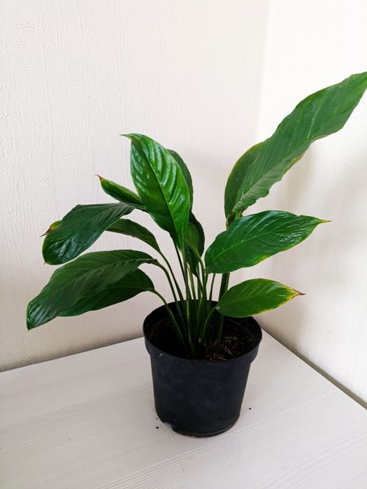 Женское счастье, спатифиллум