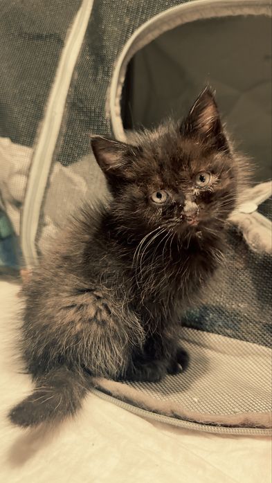 Ищем дом для маленького чуда