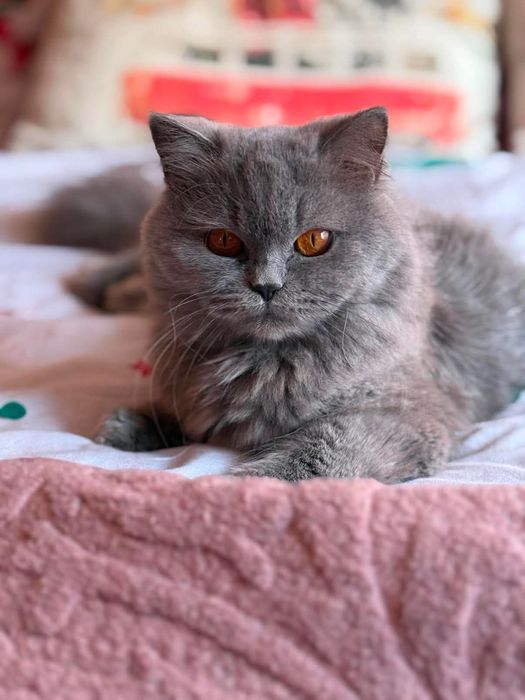 Коте британче на 2 м