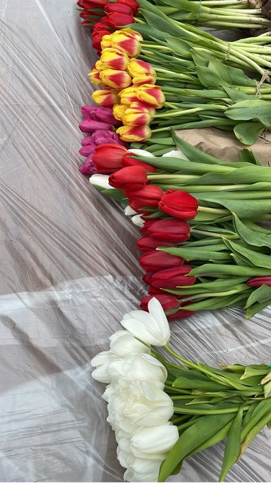 Тюльпаны в розницу