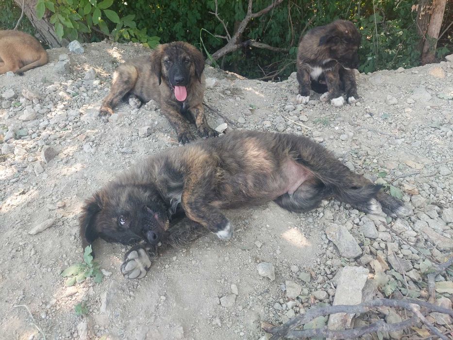 Кученца си търсят дом !