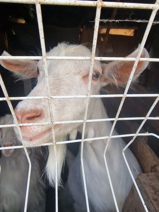 Caprițe si iezi de vânzare