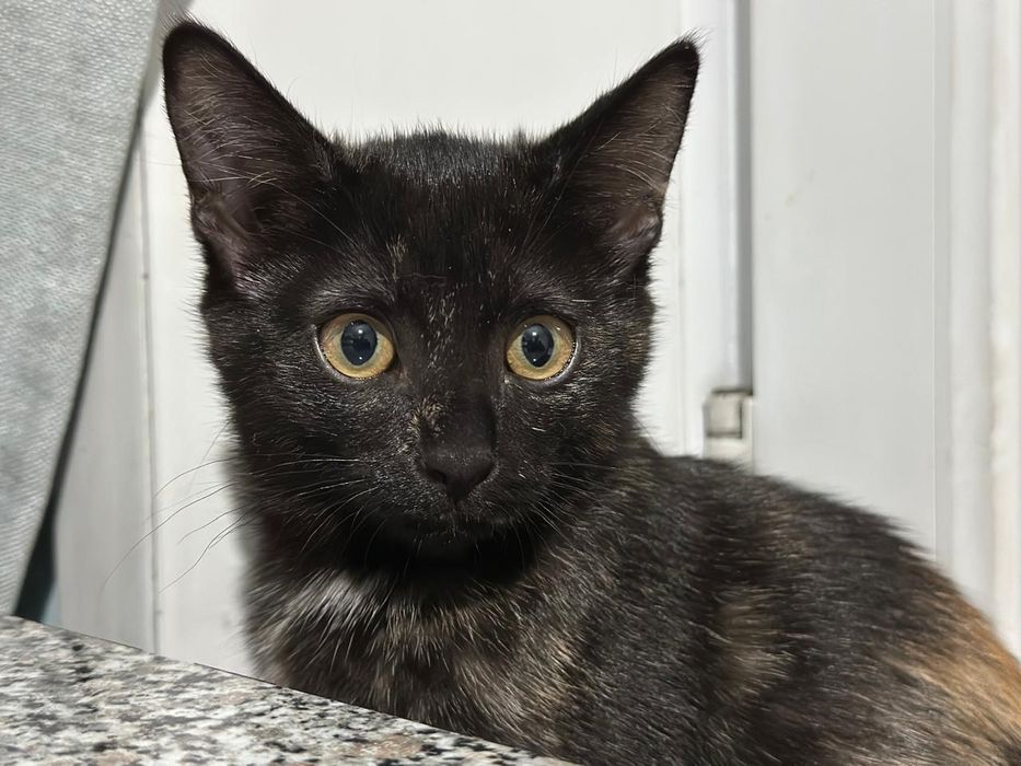 Хорошие Дарю котёнка