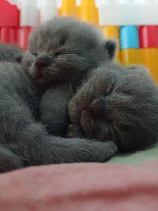 Бронирование котят