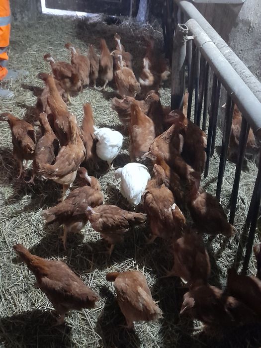 Vând pui rasă mixtă