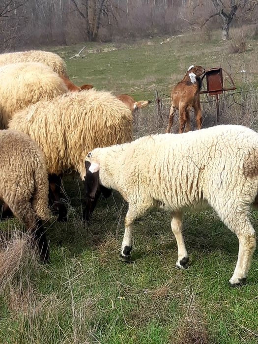 Miei de vanzare pentru mai multe detalii la telefon la telefon