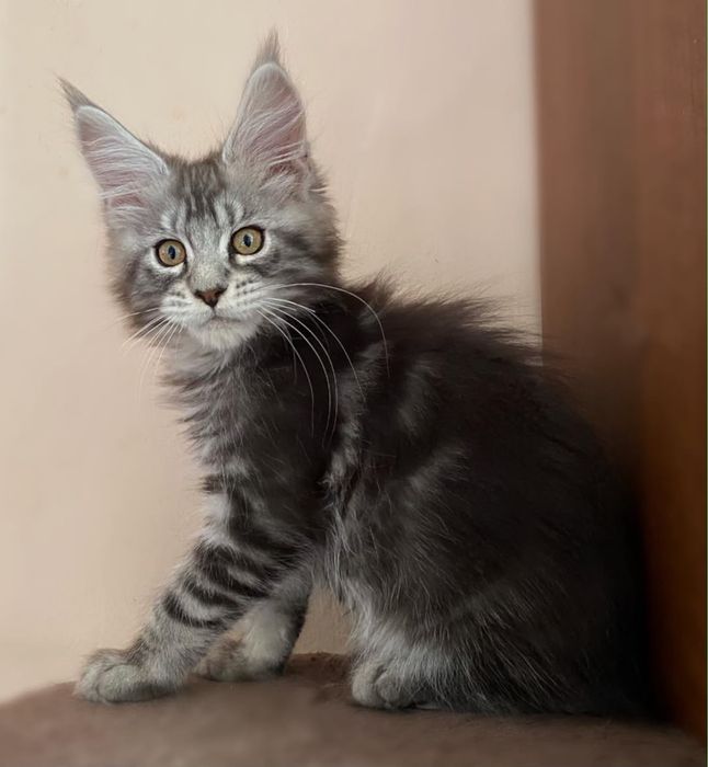 Котята мейн-кун из проф питомника.