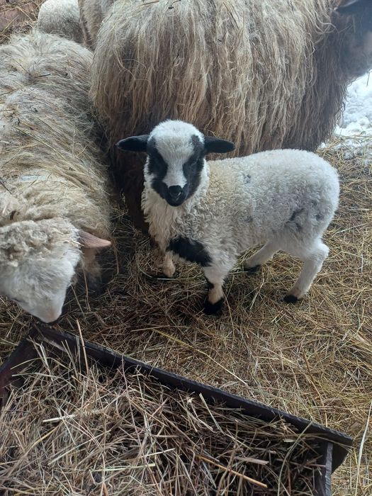 Vând 3 oi cu 3 miele și un berbec