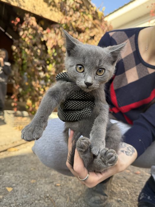Отдам двух котят в хоршоик руки