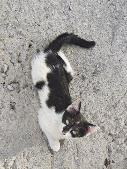 Котенок зеленоглазый мальчик