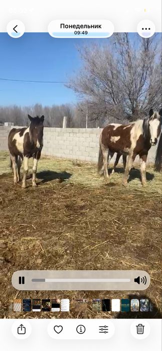 Байталдар, тайлар сатылады