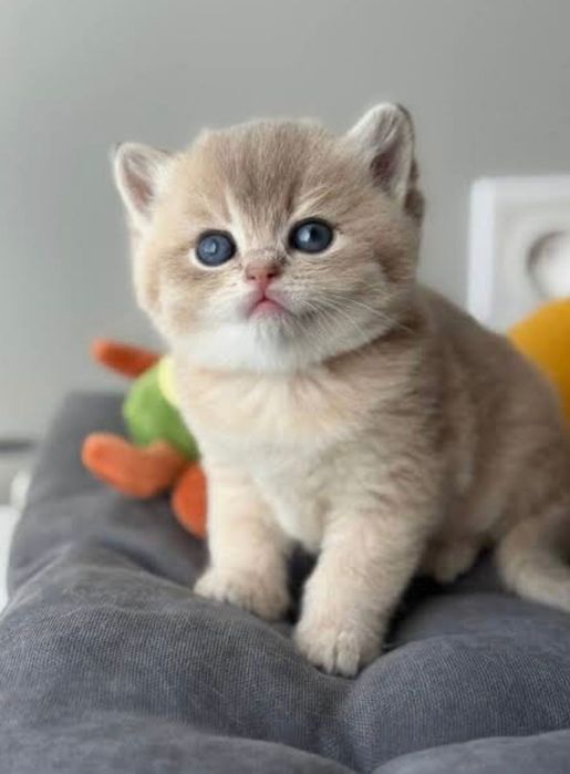 Золотые и серебряные шиншилы