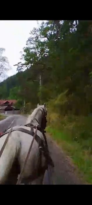 Vând iapa de 10 ani