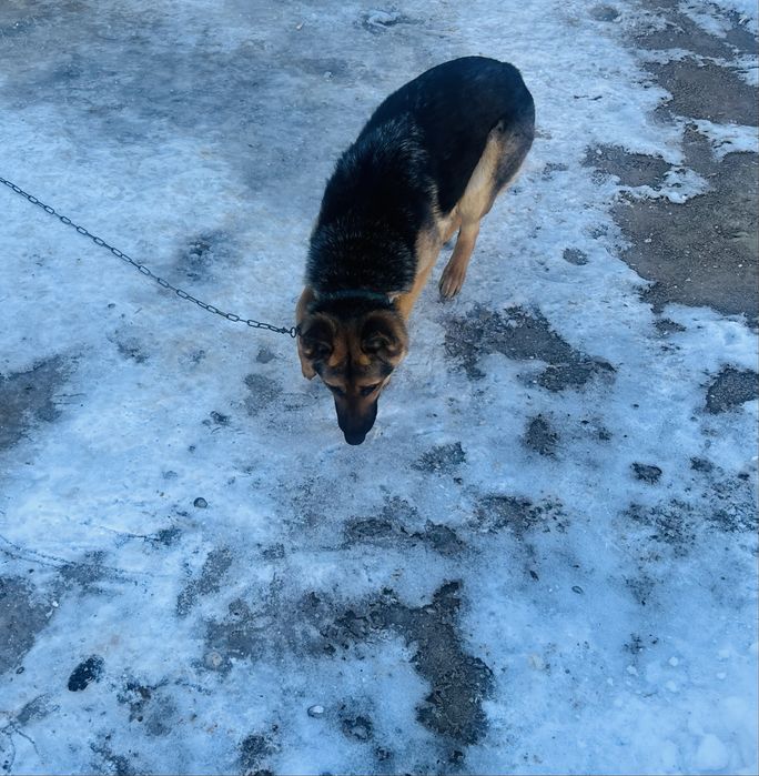 Немецкая овчарка