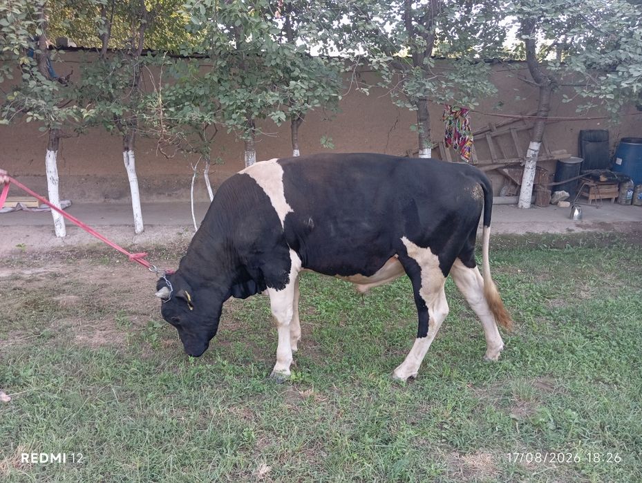 Sifat buqa sotiladi