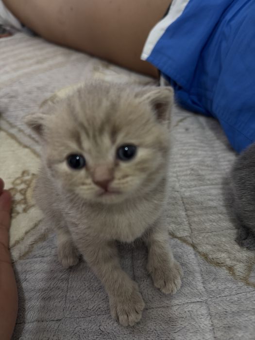 Британские котята вислоухие