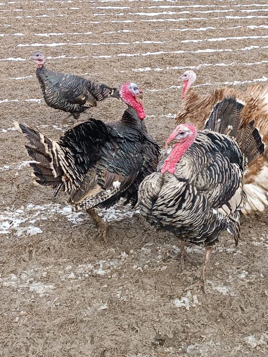 Гибрид қораздар сатылады