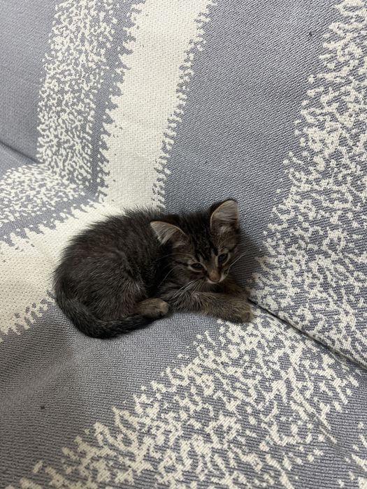 Котик в добрые руки кастрированный