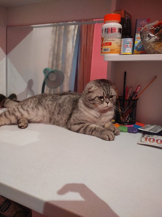 Скоттиш фолд Кот серий цвет продаю